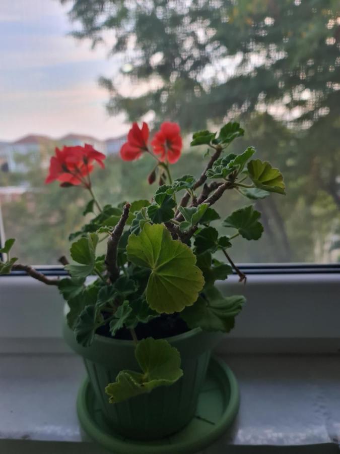 Apartament Modern Cristina&Jessica Mediaş المظهر الخارجي الصورة